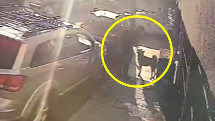 Abandonan a perrito husky amarrado afuera de casa en Guadalupe