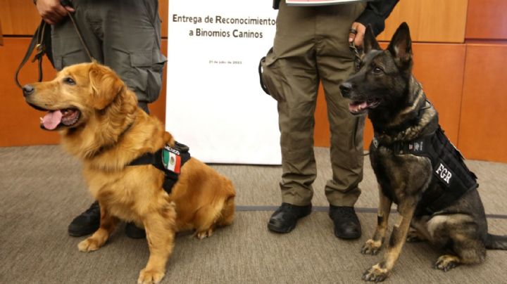 Reconocen a binomios caninos de la FGR en el Senado de la República