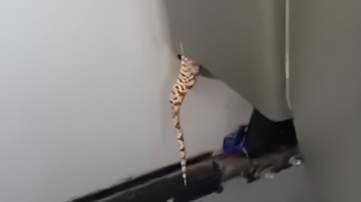 ¡Exótico pasajero! Aparece víbora en camión de Santa Catarina