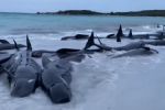 Mueren 51 ballenas piloto en una playa de Australia
