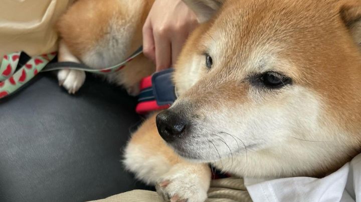 Empeora salud del perrito 'Cheems' a causa del cáncer en los pulmones que padece