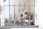Escobedo sancionará el maltrato animal ¿Cuáles serán los castigos y a partir de cuándo?