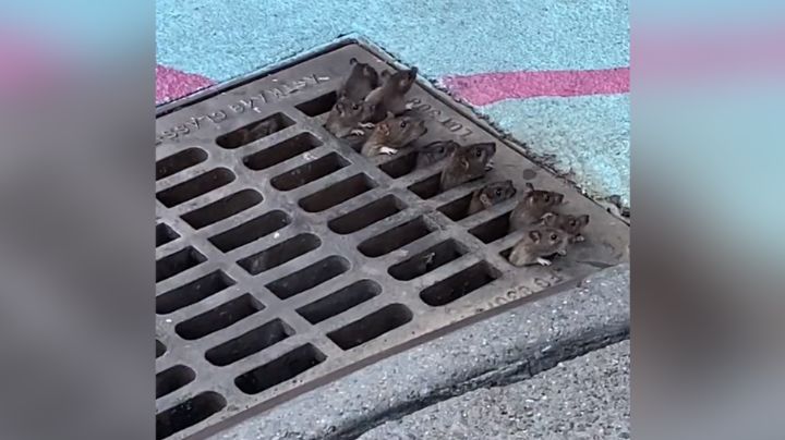 Día normal en Nueva York: Captan a ratas merodeando desde alcantarilla