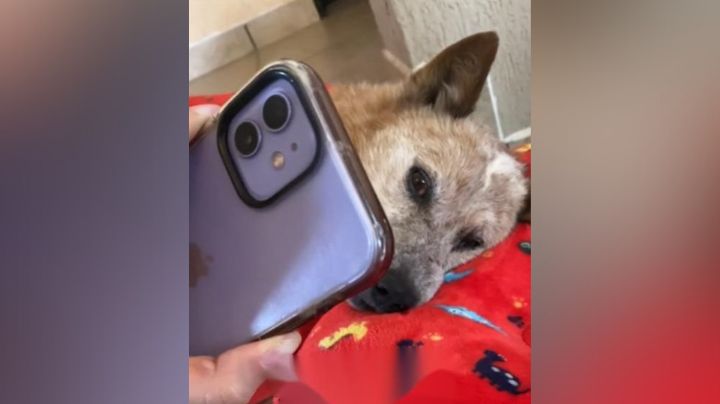 '¿Por qué no me esperaste?': Hombre se despide de su perrito por videollamada
