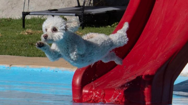 Este es el único parque acuático para perritos, dónde está y cuánto cuesta