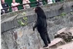 Zoológico chino niega que su oso sea una persona disfrazada