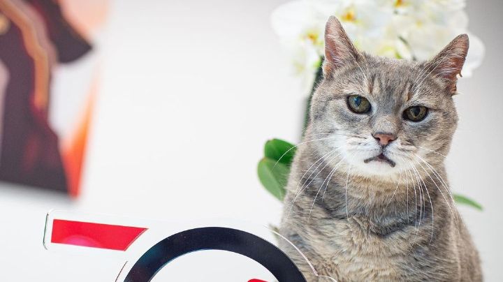 Fallece ‘Formulino’, el gato fan de F1 que daba suerte a los pilotos en Imola