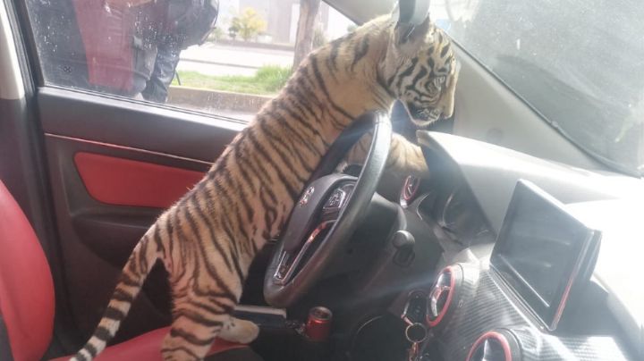 Detienen a joven por viajar en su auto con un tigre de bengala en Edomex