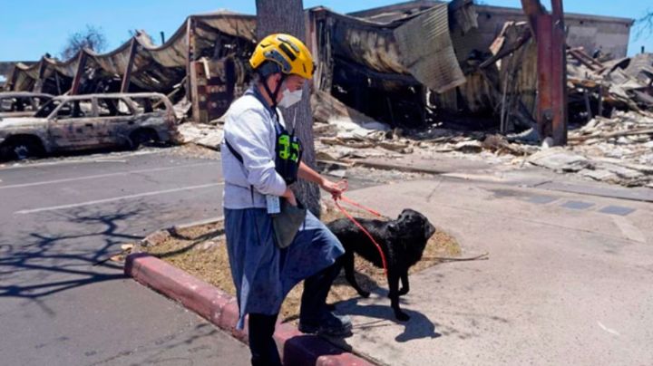 Participan 20 perros adiestrados en búsqueda de sobrevivientes en Hawái