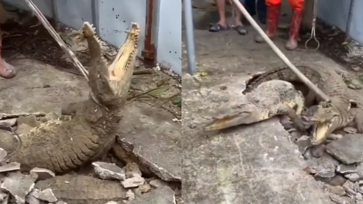 Macabro hallazgo: Aparecen tres cocodrilos bajo tierra en Indonesia