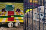 Clausuran circo de animales con deformaciones en Sabinas