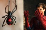 Niño se deja picar por araña viuda negra; quería convertirse en Spider-Man
