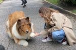 ¡De locura! Hombre gasta más de 250 mil pesos para transformarse en un perro