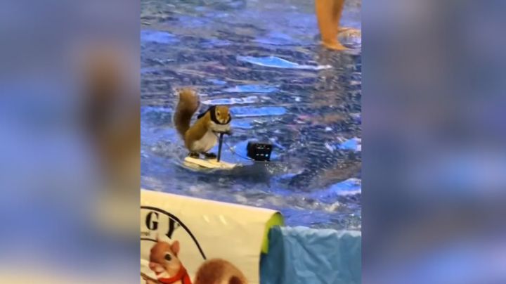 Centro comercial de Estados Unidos exhibe ardillas haciendo esquí acuático