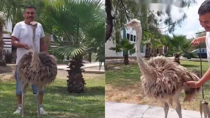 Captan a hombre paseando a su avestruz en Apodaca