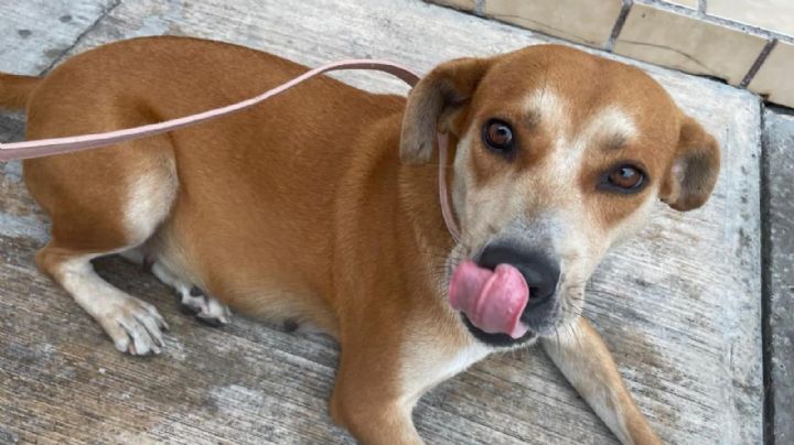 Ciudadanos marchan para exigir justicia por 'Güera', la perrita asesinada en Cumbres