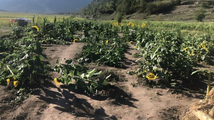 Pisan y causan daños a sembradío de girasoles en Laguna de Sánchez