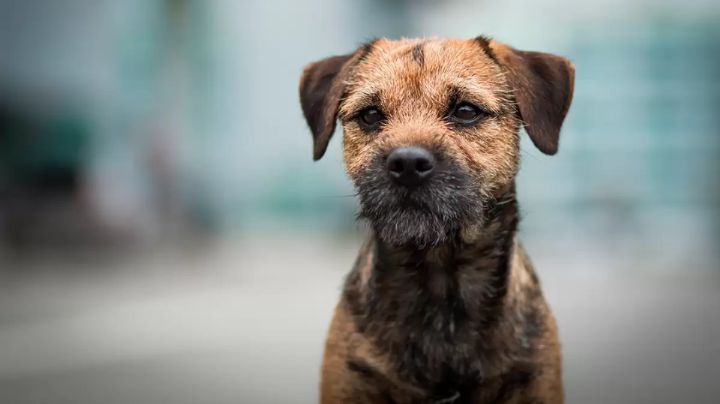 Perrita de 14 años escapa y recorre 163 kilómetros para volver con sus dueños  