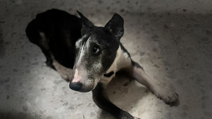Mujeres roban perro y lo sacrifican; dueña pide justicia para 'Tai'