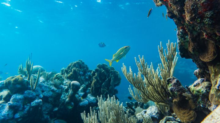 Superficie de los océanos alcanza la temperatura más alta de la historia