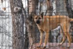 MC busca mejorar estrategias para combatir el maltrato animal en NL