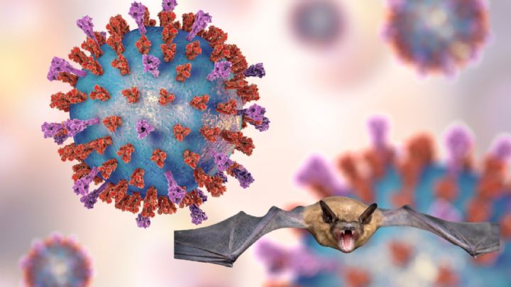 Virus Nipah: ¿Cuáles son los síntomas y cómo se transmite?