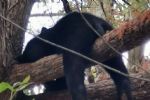Avistamiento de 3 osos en el parque Río La Silla moviliza a Protección Civil