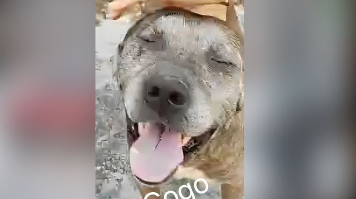 'Gogo', el perrito que salvó a Miguel, de 5 años, tras ataque de pitbull en Morelos