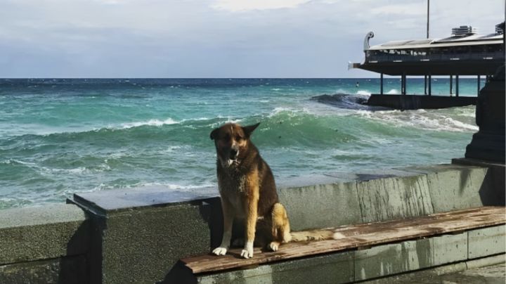 Muere Mukhtar, perrito que esperó 12 años a su dueño en Crimea
