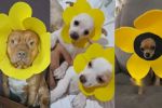 ¿Floricientos?, Convierten a perritos en flores amarillas