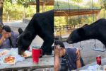Oso se come los tacos de una familia durante encuentro cercano en Chipinque