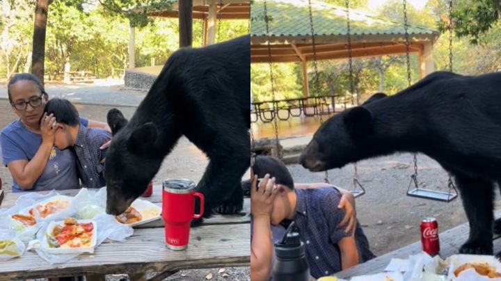 Oso se come los tacos de una familia durante encuentro cercano en Chipinque