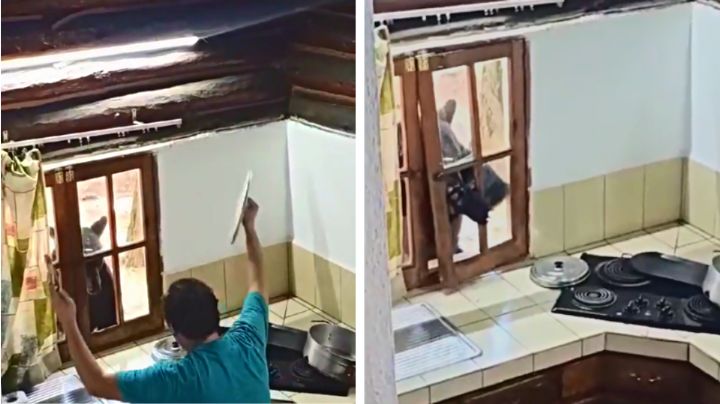 Oso daña ventana e intenta entrar a cabaña en Santiago