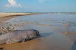 Hallan 110 delfines muertos por sequía en lago de la Amazonía brasileña