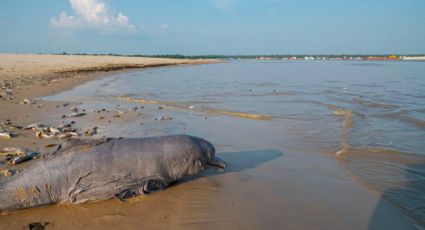 Hallan 110 delfines muertos por sequía en lago de la Amazonía brasileña