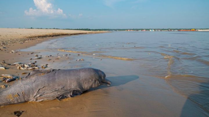 Hallan 110 delfines muertos por sequía en lago de la Amazonía brasileña