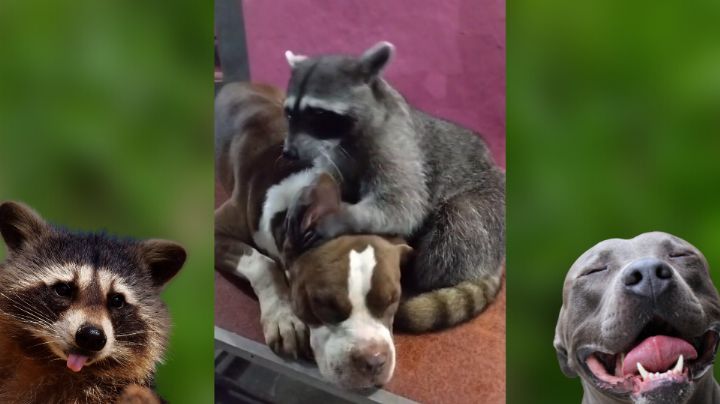 Perrito y mapache conviven como hermanos y causan ternura en internet