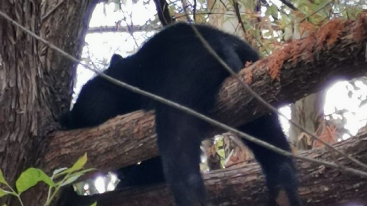 Localizan a 3 osos pequeños junto a su mamá en parque La Estanzuela