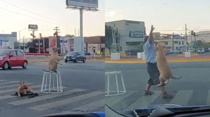 Captan a perrita malabarista trabajando con su dueño en calles de Monterrey