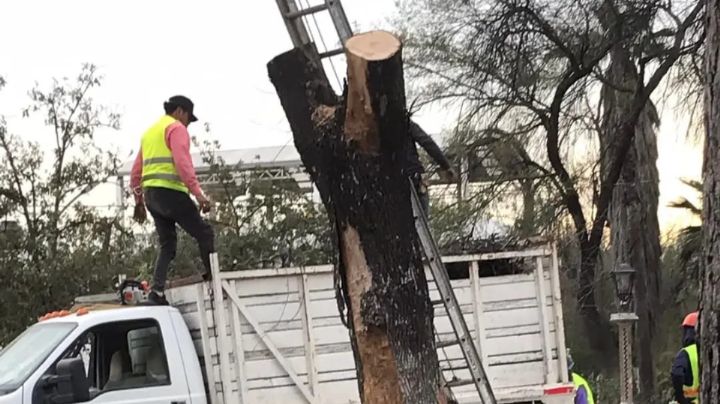 Talan árboles de la Plaza del Chorro, en Monterrey