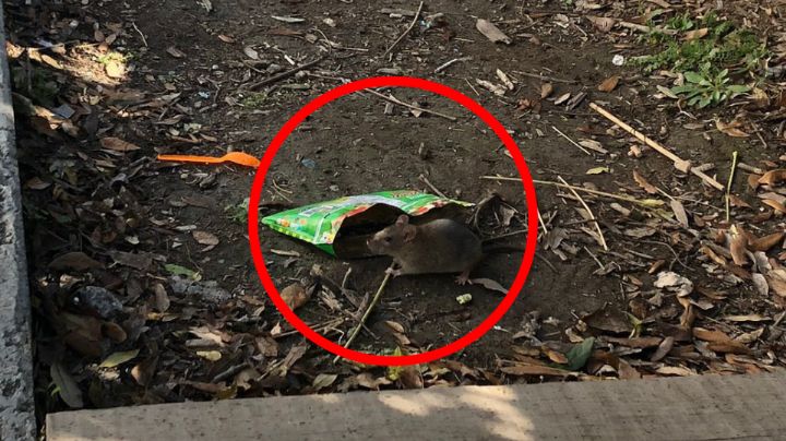 Video: Ratas merodean en Paseo Santa Lucía en busca de comida 