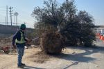 Retiran 13 árboles cercanos al Megapuente de Santa Catarina; serán trasplantados