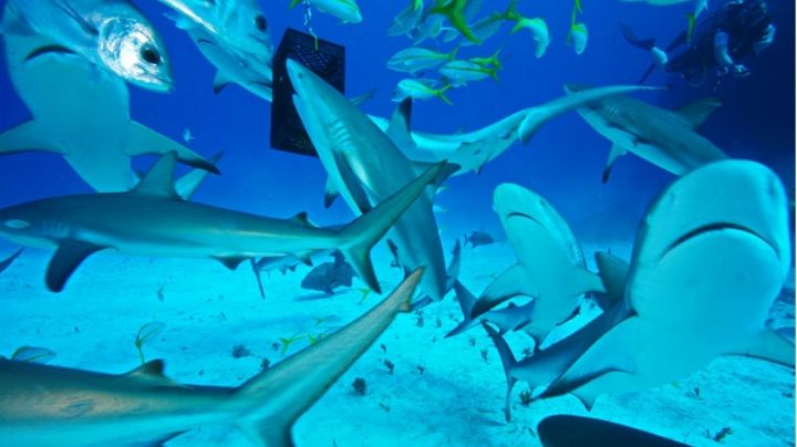 Tiburón ataca a niño en Bahamas mientras participaba en una expedición en acuario