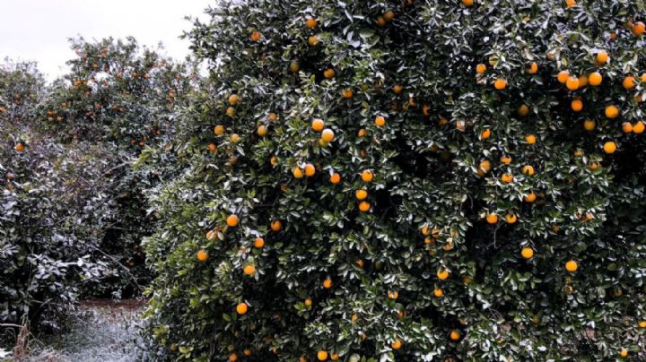 Por caída de aguanieve, ¿cómo afecta la cosecha de naranja en NL?