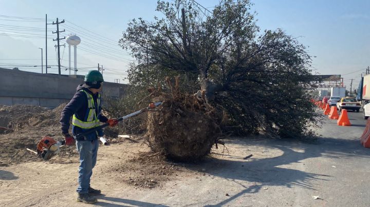 Retiran 13 árboles cercanos al Megapuente de Santa Catarina; serán trasplantados