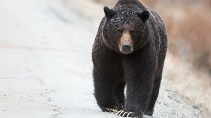 Emiten recomendaciones para evitar los ataques de oso en NL