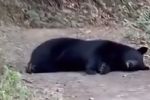 No molestar: Captan a oso dormido a mitad de vereda en Chipinque