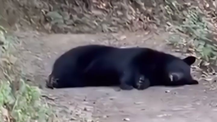 No molestar: Captan a oso dormido a mitad de vereda en Chipinque