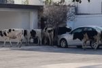 Vacas 'visitan' a vecinos del fraccionamiento Altabrisa en Apodaca, NL