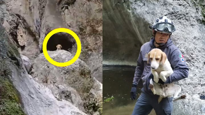 Rescatan a perrito atrapado en cerro de Juárez, NL
